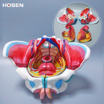 Female pelvic structure model pelvis with genitalia and vascular nerve model structural teaching model
Female pelvic structure model pelvis with genitalia and vascular nerve model structural teaching model