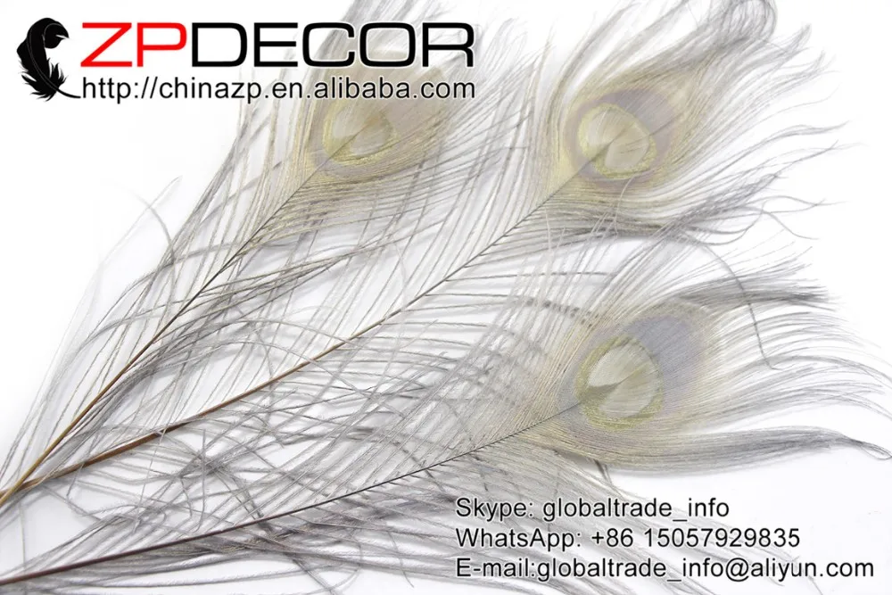 6 Grey Peacock Tail Feather (155)