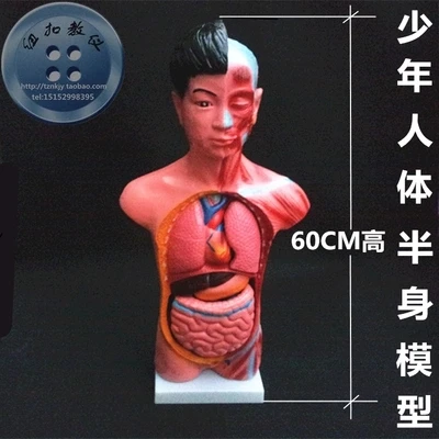 juvenile body half model Medical Science Removable internal organs 60cm longth human atomical model free shipping
juvenile body half model Medical Science Removable internal organs 60cm longth human atomical model free shipping