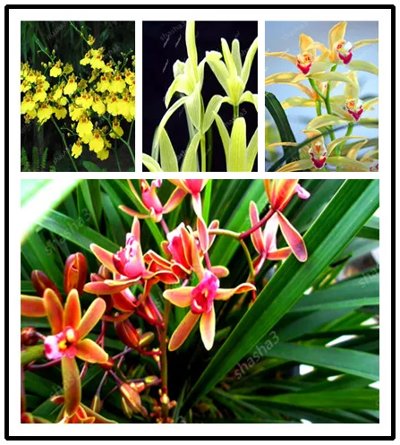 Big Sale!100pcs Rare Cymbidium orchid Plants African Cymbidiums Plantas Phalaenopsis bonsai flower for home garden decoration
Big Sale!100pcs Rare Cymbidium orchid Plants African Cymbidiums Plantas Phalaenopsis bonsai flower for home garden decoration