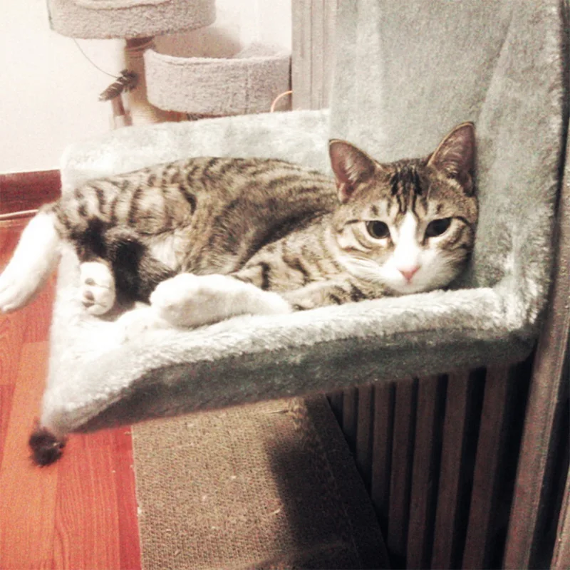 Pets Window Cat Bed Sill Radiator Hammock Seat Bed Lounge Hammocks Pet Cat Cozy Hanging Bed Kitty Mount House Mat Blanket
Pets Window Cat Bed Sill Radiator Hammock Seat Bed Lounge Hammocks Pet Cat Cozy Hanging Bed Kitty Mount House Mat Blanket