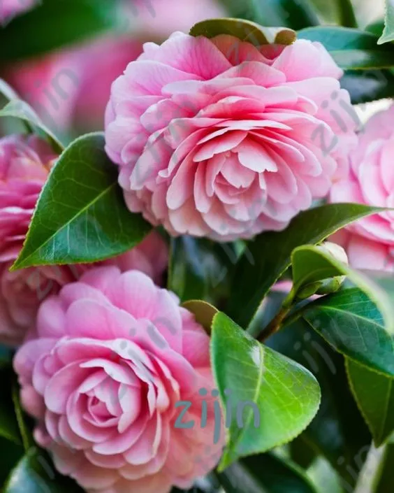 Hot Sale 5pcs/bag Camellia plants home garden flowers bonsai rainbow color bonsai plants rare tree plants for gift
Hot Sale 5pcs/bag Camellia plants home garden flowers bonsai rainbow color bonsai plants rare tree plants for gift