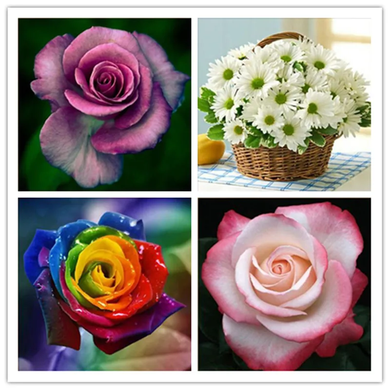 5D Diamond Embroidered Rose Pattern Diy Diamond Cross Stitch Diamond Mosaic Round Rhinestone Painting
5D Diamond Embroidered Rose Pattern Diy Diamond Cross Stitch Diamond Mosaic Round Rhinestone Painting