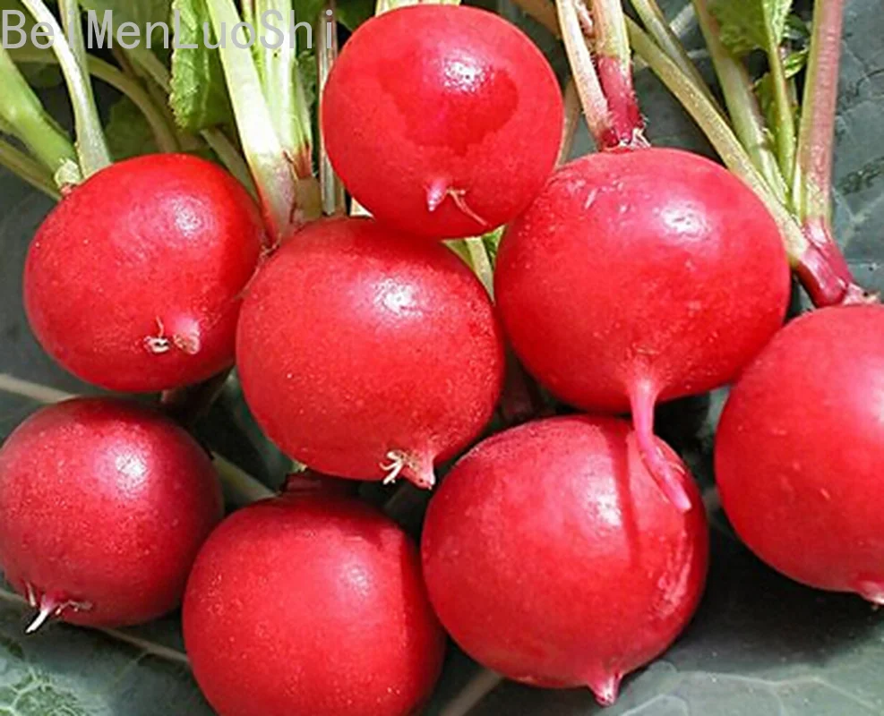 Cherry Radish Plants In Family Vegetable and Fruit Orchards Vegetable Seedling Plant 50pcs
Cherry Radish Plants In Family Vegetable and Fruit Orchards Vegetable Seedling Plant 50pcs