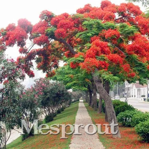 Evergreen Shrubs Family Fabaceae Dwarf Poinciana Bonsai, Peacock Flower Caesalpinia Pulcherrima Bonsai - 50 particles
Evergreen Shrubs Family Fabaceae Dwarf Poinciana Bonsai, Peacock Flower Caesalpinia Pulcherrima Bonsai - 50 particles