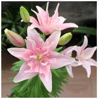 1Pcs lily bulbs, cheap perfume lily , Yellow White Red Pink Purple Lily Flower Garden Plant - Mixing different varieties
1Pcs lily bulbs, cheap perfume lily , Yellow White Red Pink Purple Lily Flower Garden Plant - Mixing different varieties