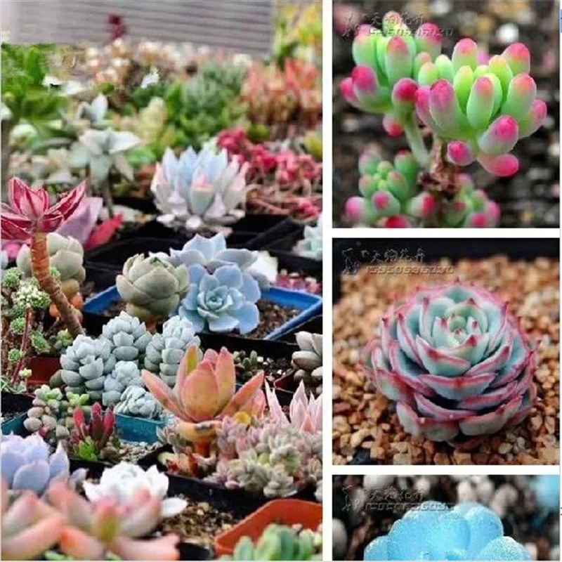 Limited Promotion Outdoor Plants Sementes 100pcs/bag Mix Succulent Bonsai Plants For Home & Garden Flower Pots Planters
Limited Promotion Outdoor Plants Sementes 100pcs/bag Mix Succulent Bonsai Plants For Home & Garden Flower Pots Planters