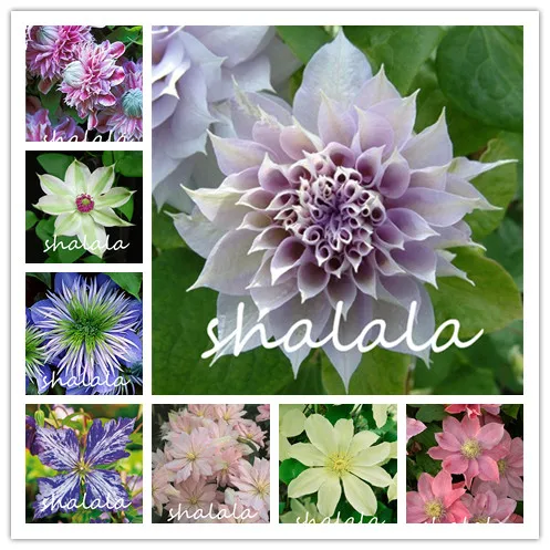 100 Pcs Clematis Bonsai Real Rare Clematis Plant Mixed Color Outdoor Plant Natural Growth Bonsai Home Garden Plant Best Gift
100 Pcs Clematis Bonsai Real Rare Clematis Plant Mixed Color Outdoor Plant Natural Growth Bonsai Home Garden Plant Best Gift