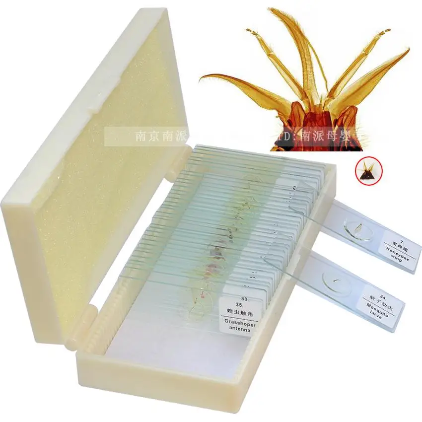 35PCS/Box animal glass slide specimen prepared samples Biological specimen slice for student learning science research
35PCS/Box animal glass slide specimen prepared samples Biological specimen slice for student learning science research