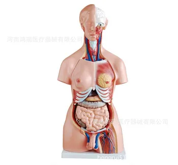 The Supply training Medical Model Of 85cm Body Torso Model human manikin
The Supply training Medical Model Of 85cm Body Torso Model human manikin