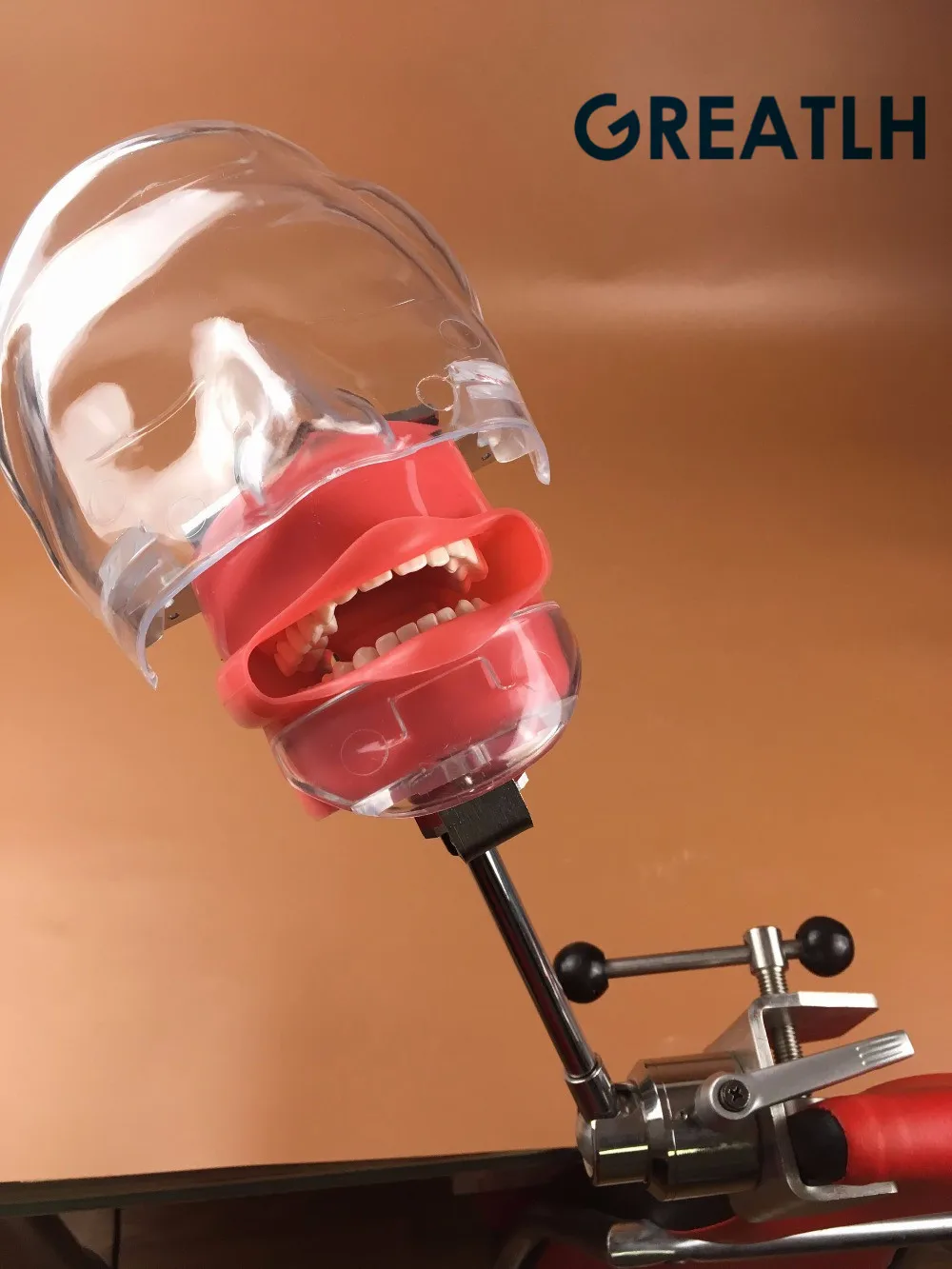 Newest Dental phantom head model with new style bench mount students experience training Model
Newest Dental phantom head model with new style bench mount students experience training Model
