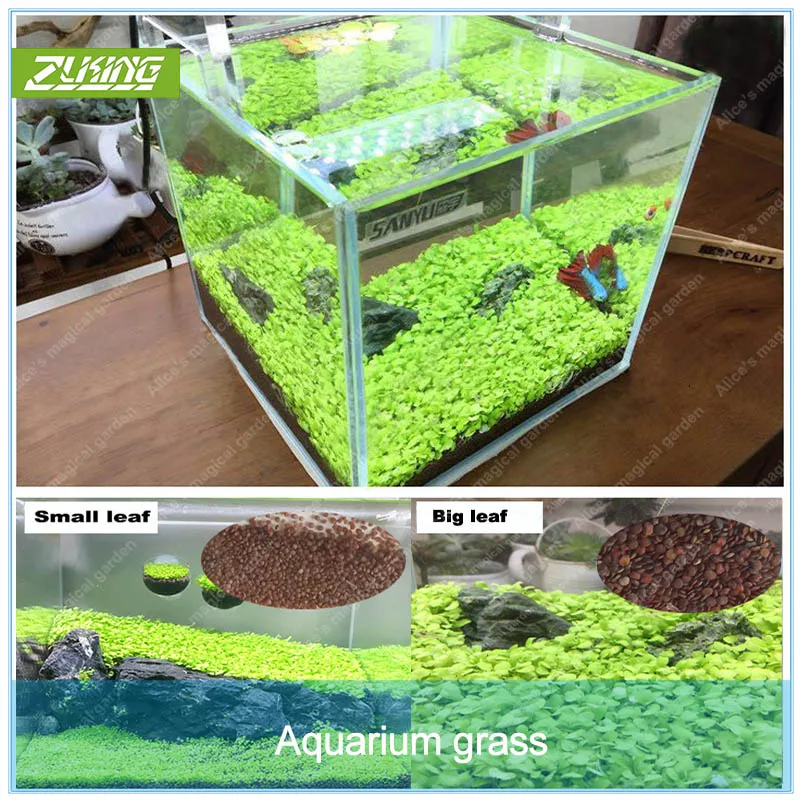 ZLKING 1000pcs Aquarium Water Grass Plant Glossostigma Hemianthus Callitrichoides Fish Tank Decoration Landscape Ornament
ZLKING 1000pcs Aquarium Water Grass Plant Glossostigma Hemianthus Callitrichoides Fish Tank Decoration Landscape Ornament