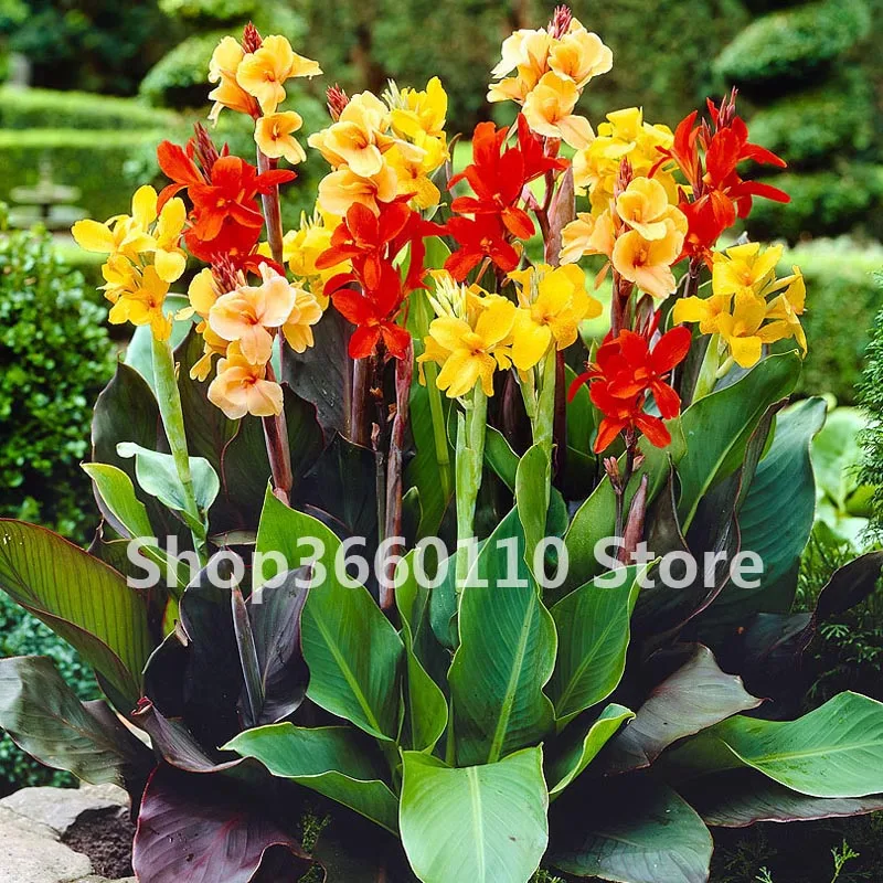 10Pcs Seedsplants Perennial Canna Flower Plant Tree Bonsai Ornamental Plants Banana Genus Semillas For Home Garden Planting 
10Pcs Seedsplants Perennial Canna Flower Plant Tree Bonsai Ornamental Plants Banana Genus Semillas For Home Garden Planting