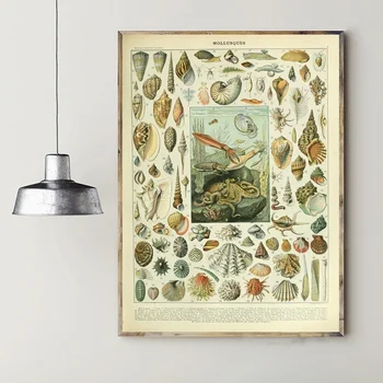 Types of Sea Creatures Mollusques Chart Art Canvas Poster Wall Pictures for Living Room
Types of Sea Creatures Mollusques Chart Art Canvas Poster Wall Pictures for Living Room