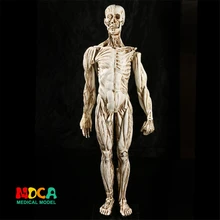 Teaching Model Muscle-Structure Simulation Skeleton Whole-Body Life-Sketch Male of RTSM107