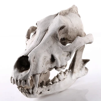 LBER Creative Resin Jackal Skull Replica Replica Teaching Skeleton Model Wolf Skull Decor
LBER Creative Resin Jackal Skull Replica Replica Teaching Skeleton Model Wolf Skull Decor