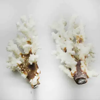 100% Natural Coral Sea White Coral Tree White Coralline Aquarium Landscaping Furnishing Ornaments Home Decoration
100% Natural Coral Sea White Coral Tree White Coralline Aquarium Landscaping Furnishing Ornaments Home Decoration