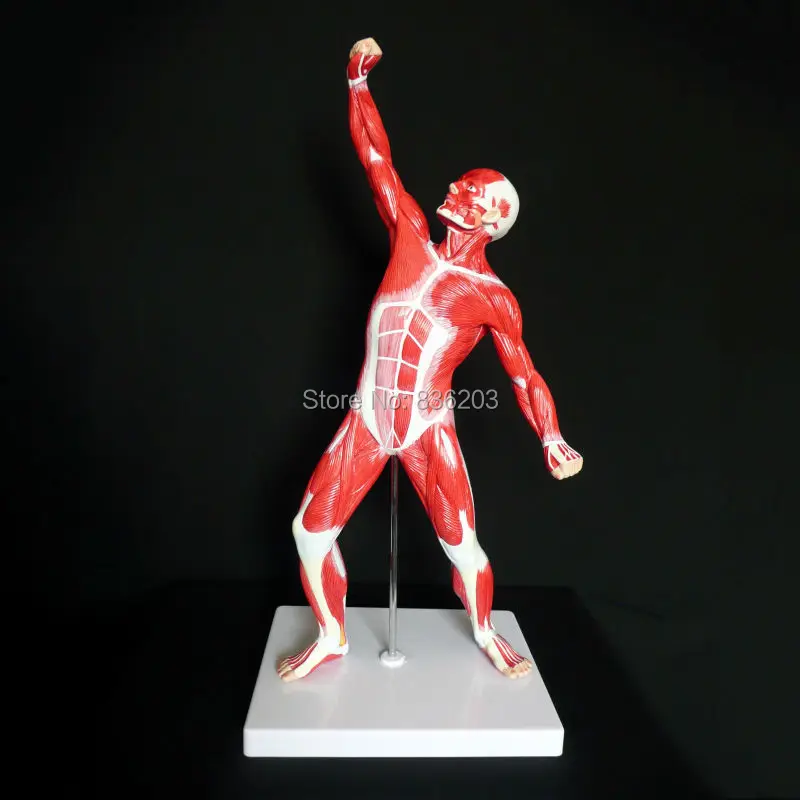 1/4 life-size Anatomical Human Muscular Figure Model Heart anatomy skull brain model mixer in trauma esqueleto anatomia
1/4 life-size Anatomical Human Muscular Figure Model Heart anatomy skull brain model mixer in trauma esqueleto anatomia
