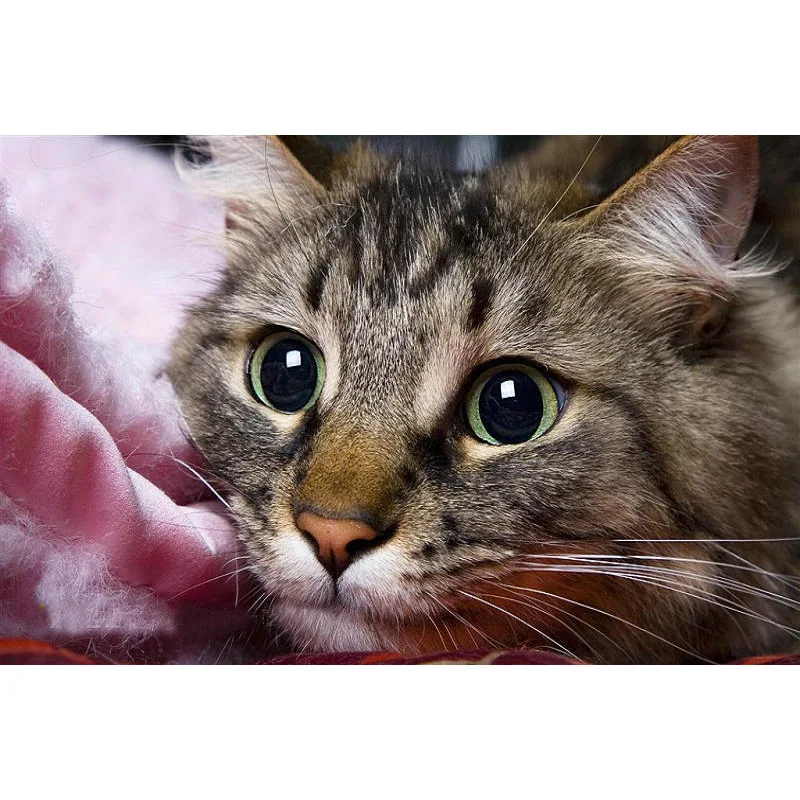 YIKEE Rhinestone Diamond Painting Cat Full Drill Diamond Embroidery Sale Handmade Wall Decor Scenery Mosaic Crystal y1605
YIKEE Rhinestone Diamond Painting Cat Full Drill Diamond Embroidery Sale Handmade Wall Decor Scenery Mosaic Crystal y1605
