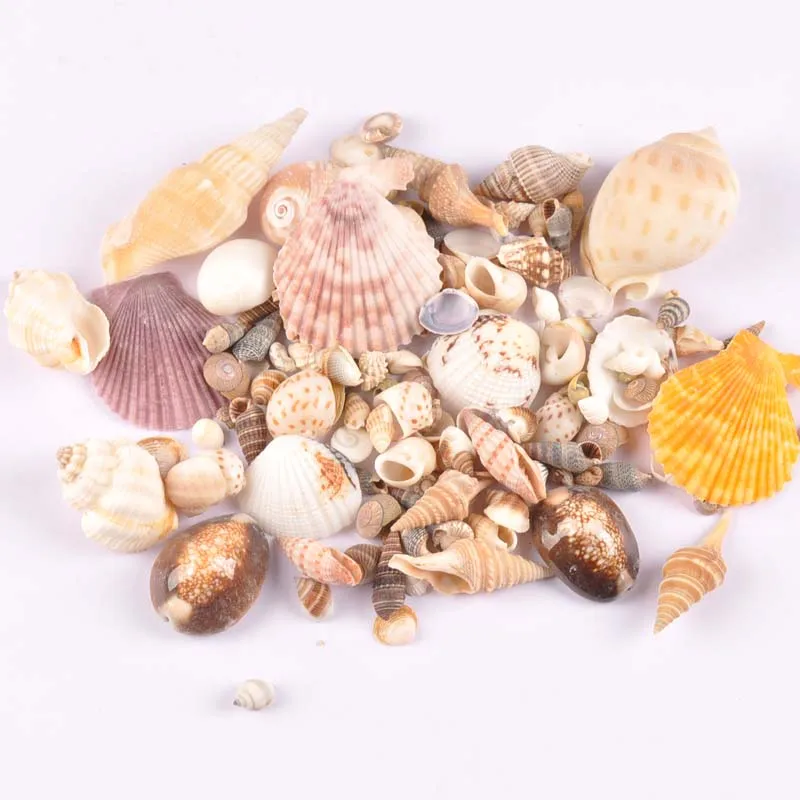 50g/lot mixed Natural shell Scrapbooking Craft seashells for glass bottle home Diy decoration TRS0291
50g/lot mixed Natural shell Scrapbooking Craft seashells for glass bottle home Diy decoration TRS0291