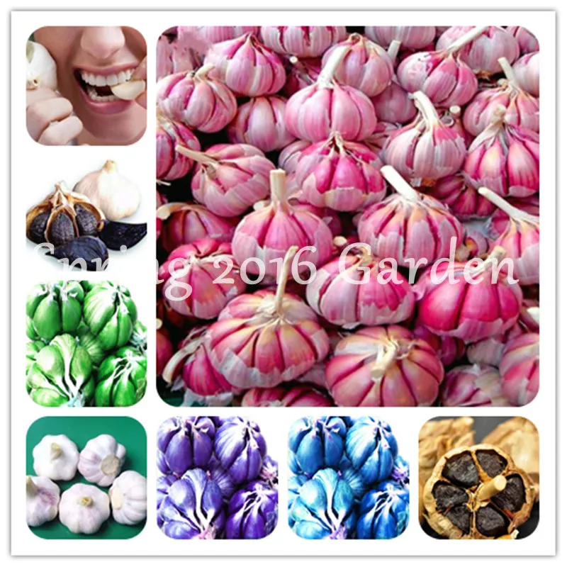 100Pcs Pink Garlic Bonsai Mix Healthy Bonsai Diy Plant Rare Onion Garlics Vegetable Bonsai Very Easy To Grow For Home Garden
100Pcs Pink Garlic Bonsai Mix Healthy Bonsai Diy Plant Rare Onion Garlics Vegetable Bonsai Very Easy To Grow For Home Garden