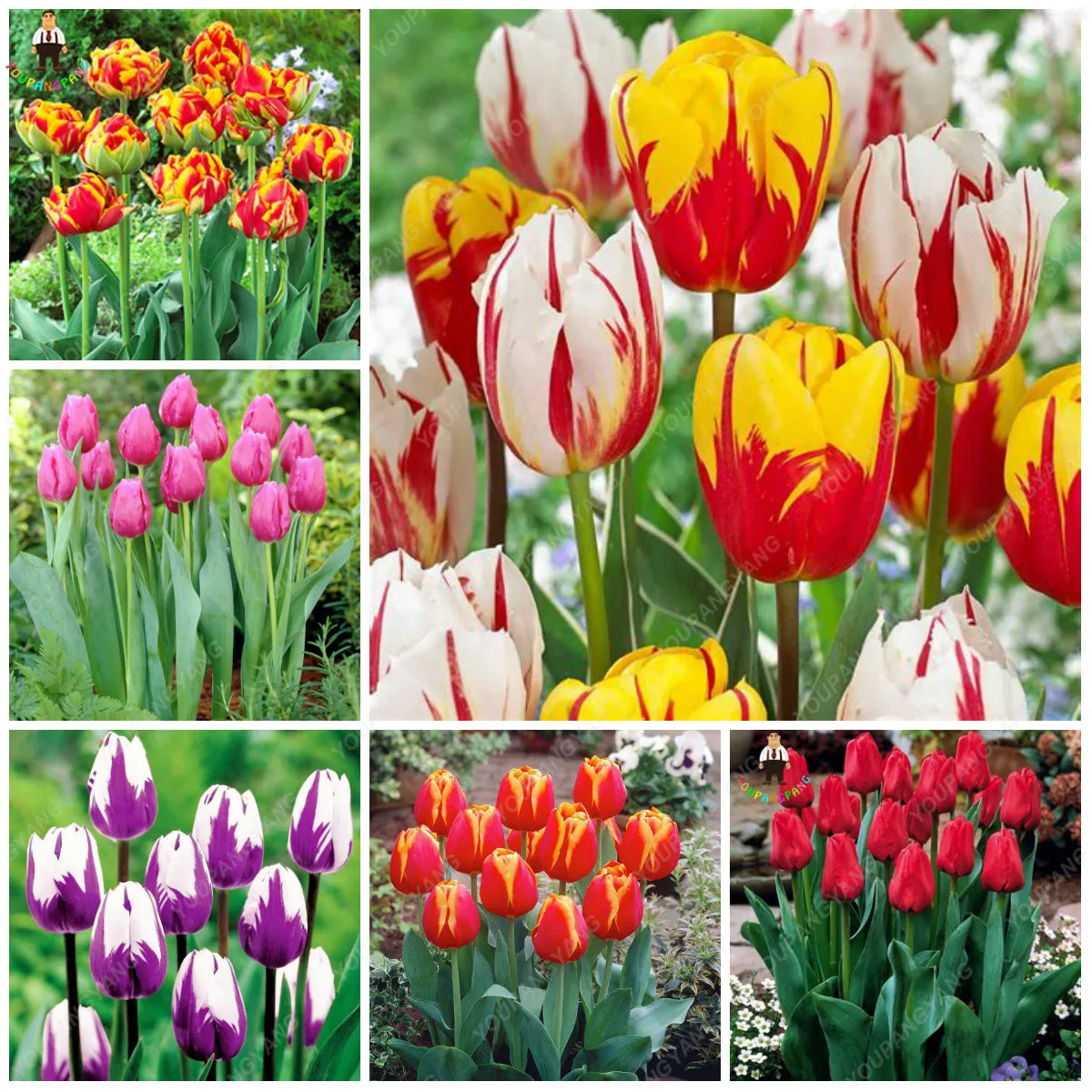 100Pcs Tulip Bonsai Tulip Flower Beautiful Tulipanes Flower Plants For Garden planting(Not Tulip Bulbs ) Flower
100Pcs Tulip Bonsai Tulip Flower Beautiful Tulipanes Flower Plants For Garden planting(Not Tulip Bulbs ) Flower