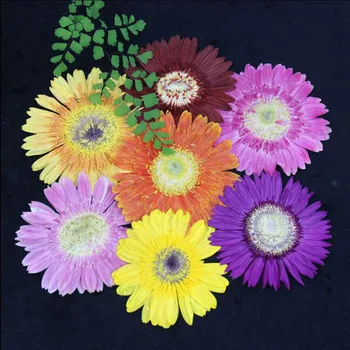 10pcs Pressed Dried Gerbera Jamesonii Bolus Flower Plant Herbarium For Jewelry Making Phone Case Decor Craft DIY
10pcs Pressed Dried Gerbera Jamesonii Bolus Flower Plant Herbarium For Jewelry Making Phone Case Decor Craft DIY