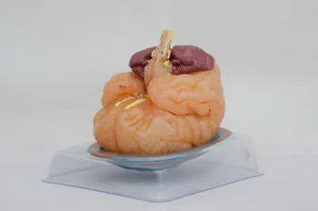 Human Anatomical Model Human Anatomy Ventricles of Brain Stem Brain Anatomy Model Soft PVC Assembled Brain Model Cerebrovascular
Human Anatomical Model Human Anatomy Ventricles of Brain Stem Brain Anatomy Model Soft PVC Assembled Brain Model Cerebrovascular