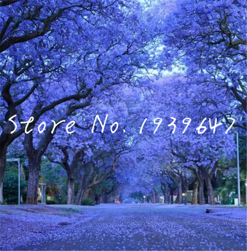 100 pcs/bag Bonsai Jacaranda potted Tree variety complete the budding rate 99% Jacaranda Mimosifolia Tree Shrub
100 pcs/bag Bonsai Jacaranda potted Tree variety complete the budding rate 99% Jacaranda Mimosifolia Tree Shrub