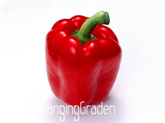 200 pcs Red Pepper pot garden Campanula Ornamental Pepper Sweet Bell Pepper bonsai Free shipping,I74OLU
200 pcs Red Pepper pot garden Campanula Ornamental Pepper Sweet Bell Pepper bonsai Free shipping,I74OLU