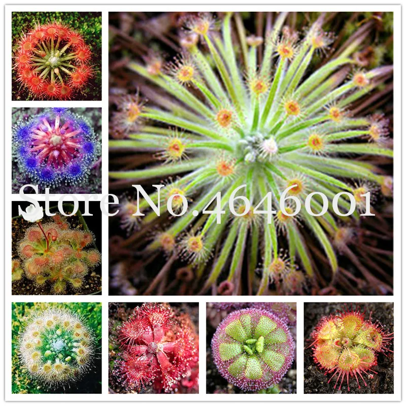 Sale! 100 Pcs/bag Bonsai sundew Plants Blue enchantress Carnivorous plant table Pot Drosera peltata bonsai Radiation Protection
Sale! 100 Pcs/bag Bonsai sundew Plants Blue enchantress Carnivorous plant table Pot Drosera peltata bonsai Radiation Protection