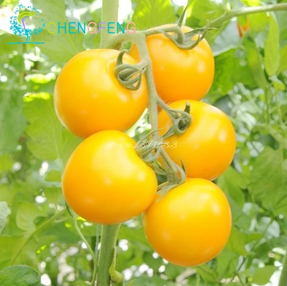 30pcs/bag Rare Yellow Pearl Tomato bonsai Dwarf Tomatoes Cherry Mini Tomato Bonsais Vegetable for Garden Plant Decoration
30pcs/bag Rare Yellow Pearl Tomato bonsai Dwarf Tomatoes Cherry Mini Tomato Bonsais Vegetable for Garden Plant Decoration