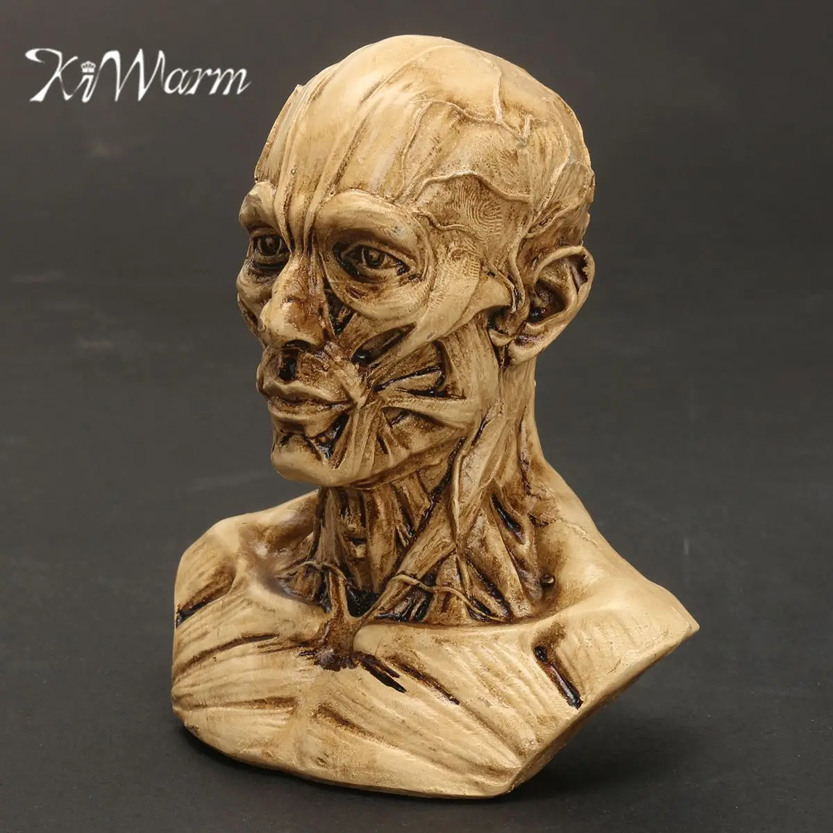 KiWarm Hot Sale 4" 10cm Human Anatomical Anatomy Skull Head Muscle Bone Medical Model Home Decor Ornament Craft
KiWarm Hot Sale 4" 10cm Human Anatomical Anatomy Skull Head Muscle Bone Medical Model Home Decor Ornament Craft
