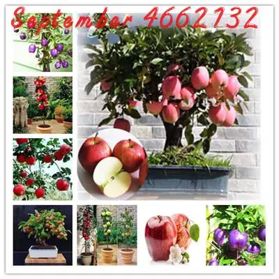 20 Pcs Apple Bonsai ,Sweet Fruit Bonsai Tree Organic Delicious Four Season Sowing Rare Green Fruit Potted Healthy
20 Pcs Apple Bonsai ,Sweet Fruit Bonsai Tree Organic Delicious Four Season Sowing Rare Green Fruit Potted Healthy