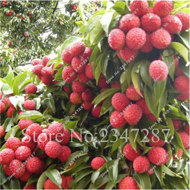 Lychy Litchi Seedsplant Succulent Lychee , Leechee Fruit Tree Plant Suculentas Bonsai Sementes da Frutas for Home Garden 10 Pcs
Lychy Litchi Seedsplant Succulent Lychee , Leechee Fruit Tree Plant Suculentas Bonsai Sementes da Frutas for Home Garden 10 Pcs