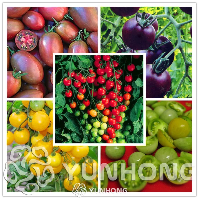 Ornamental Fruit Tomato Vegetable Bonsai Tomato Bonsai String, Small Red Tomatoes, 100 Particles
Ornamental Fruit Tomato Vegetable Bonsai Tomato Bonsai String, Small Red Tomatoes, 100 Particles