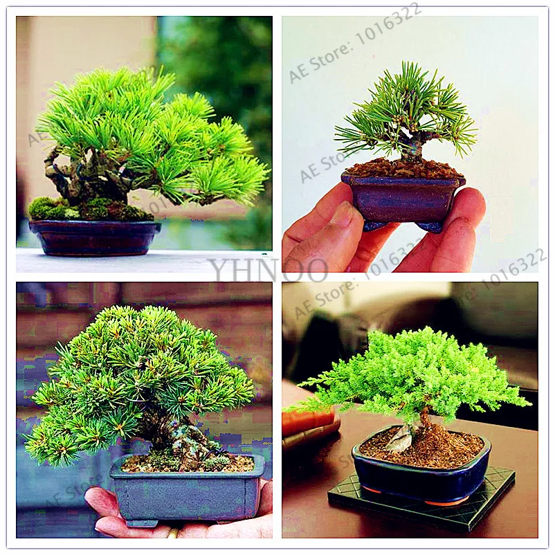 Hot sale!100 pcs/bag Miniature pine plant, bonsai tree flores for miniature garden, Japanese Ornamental Potted Pine plantas
Hot sale!100 pcs/bag Miniature pine plant, bonsai tree flores for miniature garden, Japanese Ornamental Potted Pine plantas
