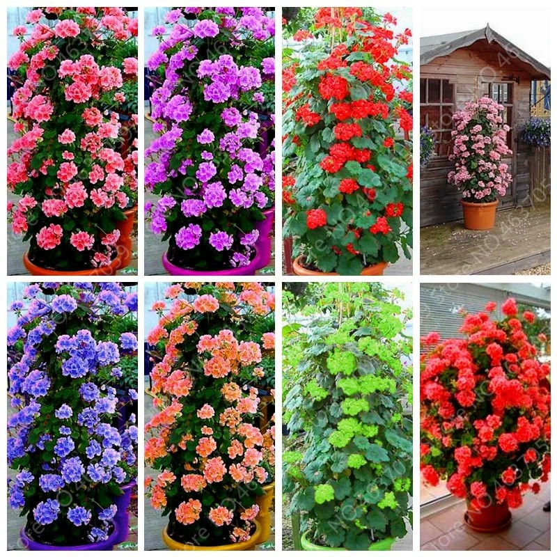 100 pcs Rare Climbing Geranium Pelargonium Peltatum Tree Bonsai Perennial Flower Indoor Rooms Garden Potted Plant Easy Grow
100 pcs Rare Climbing Geranium Pelargonium Peltatum Tree Bonsai Perennial Flower Indoor Rooms Garden Potted Plant Easy Grow