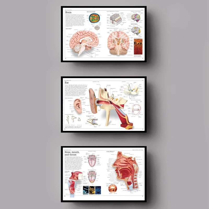 Vintage Human Anatomy Encyclopedia Poster Brain Classic Canvas Paintings Vintage Wall Posters Stickers Home Decor Gift
Vintage Human Anatomy Encyclopedia Poster Brain Classic Canvas Paintings Vintage Wall Posters Stickers Home Decor Gift