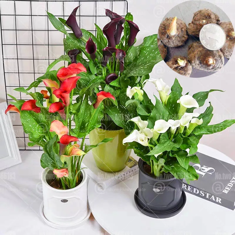 2Pcs Rainbow Calla Lily Bonsai Bulbs Zantedeschia aethiopica flower bulbs Calla root bonsai plants 100% true Easy to Grow
2Pcs Rainbow Calla Lily Bonsai Bulbs Zantedeschia aethiopica flower bulbs Calla root bonsai plants 100% true Easy to Grow