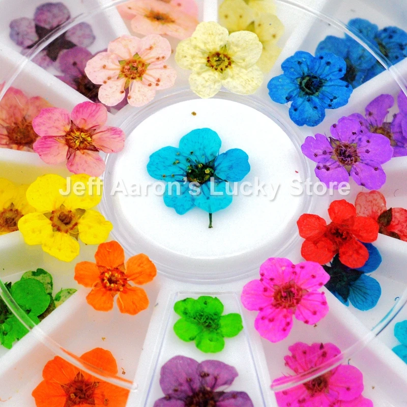 12 colors dried flower flower for nail art decorations natural nail dry flowers wheel
12 colors dried flower flower for nail art decorations natural nail dry flowers wheel