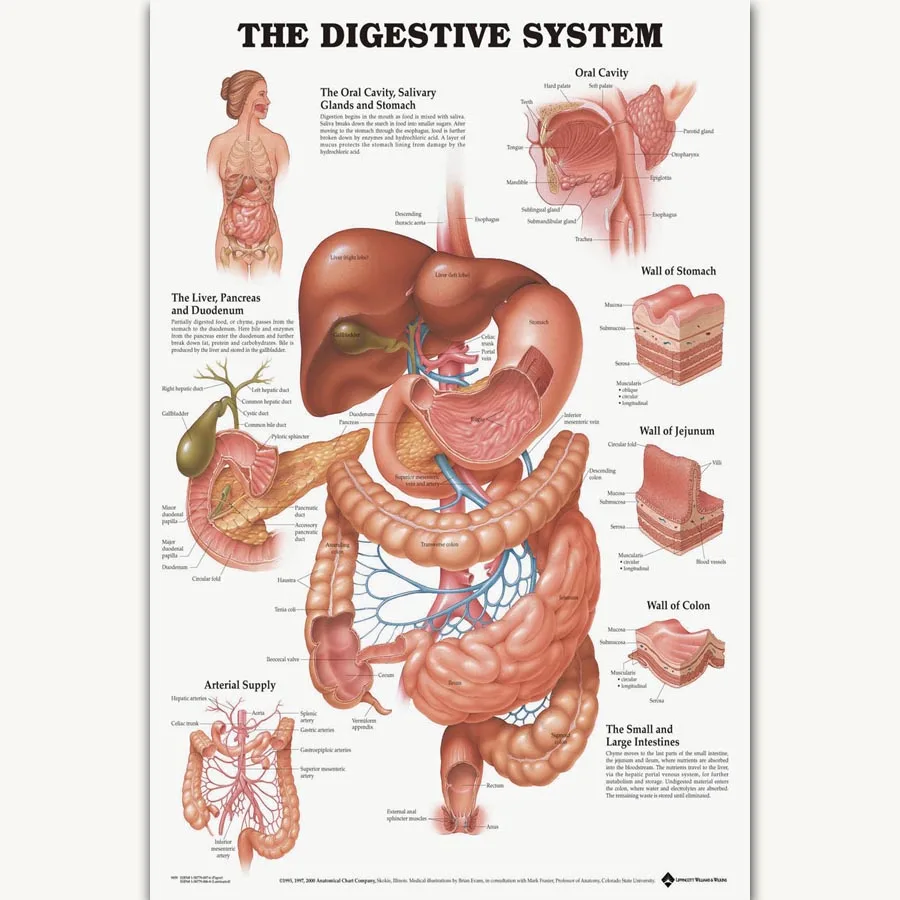 Human Body Structure Anatomy Chart 12x18 24x36 Silk Art Poster F1