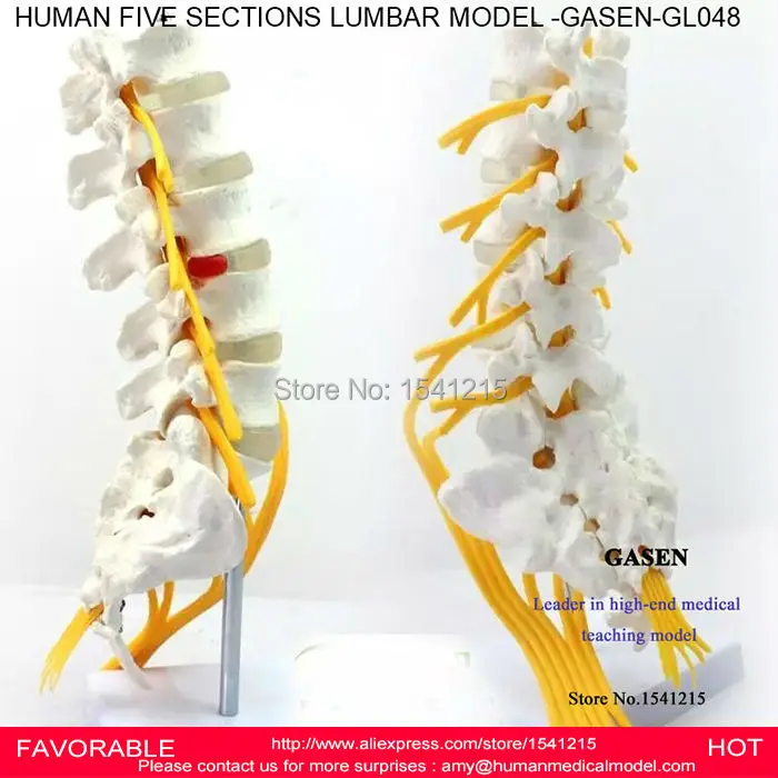 LUMBAR CAUDA EQUINA MODELLUMBAR SPINE SACRUM COCCYX SPINAL NERVE SPINE NEURAL LUMBAR SPINE MODEL SKELETON MODEL GASEN-GL048
LUMBAR CAUDA EQUINA MODELLUMBAR SPINE SACRUM COCCYX SPINAL NERVE SPINE NEURAL LUMBAR SPINE MODEL SKELETON MODEL GASEN-GL048
