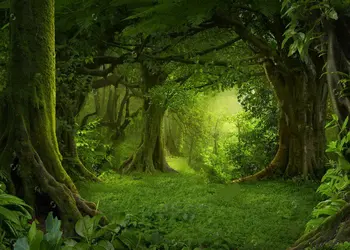 Tropical Jungles Scene Southeast Asia Backgrounds Vinyl cloth High quality Computer printed party backdrop backdrop
Tropical Jungles Scene Southeast Asia Backgrounds Vinyl cloth High quality Computer printed party backdrop backdrop
