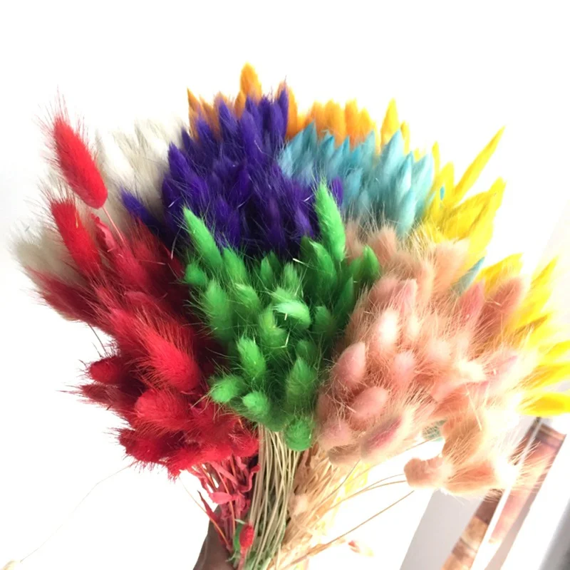 Rabbit tail Plant Natural Flower Dried Flower Ceramic Rattan Glass Wooden Vase Flowers Decoration Home Garden Plant Decoration
Rabbit tail Plant Natural Flower Dried Flower Ceramic Rattan Glass Wooden Vase Flowers Decoration Home Garden Plant Decoration