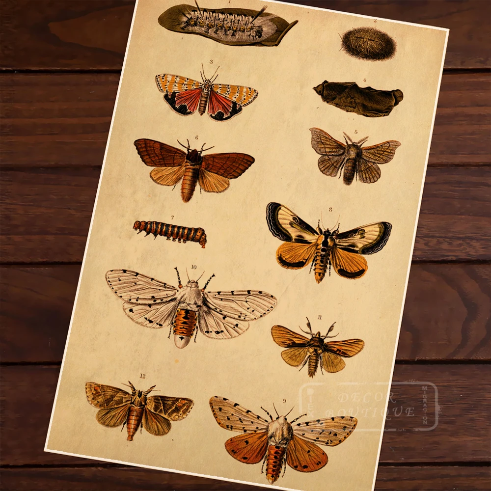 Moth Illustration Vintage Retro Kraft Canvas Painting Paintings Poster Maps Home Bar Posters Wall Decor Gift Wood Alloy Frame
Moth Illustration Vintage Retro Kraft Canvas Painting Paintings Poster Maps Home Bar Posters Wall Decor Gift Wood Alloy Frame
