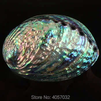 Charm Natural Abalone Shell The Whole Piece Carrying Cases Showpiece Displays Home Decoration 1PCS
Charm Natural Abalone Shell The Whole Piece Carrying Cases Showpiece Displays Home Decoration 1PCS