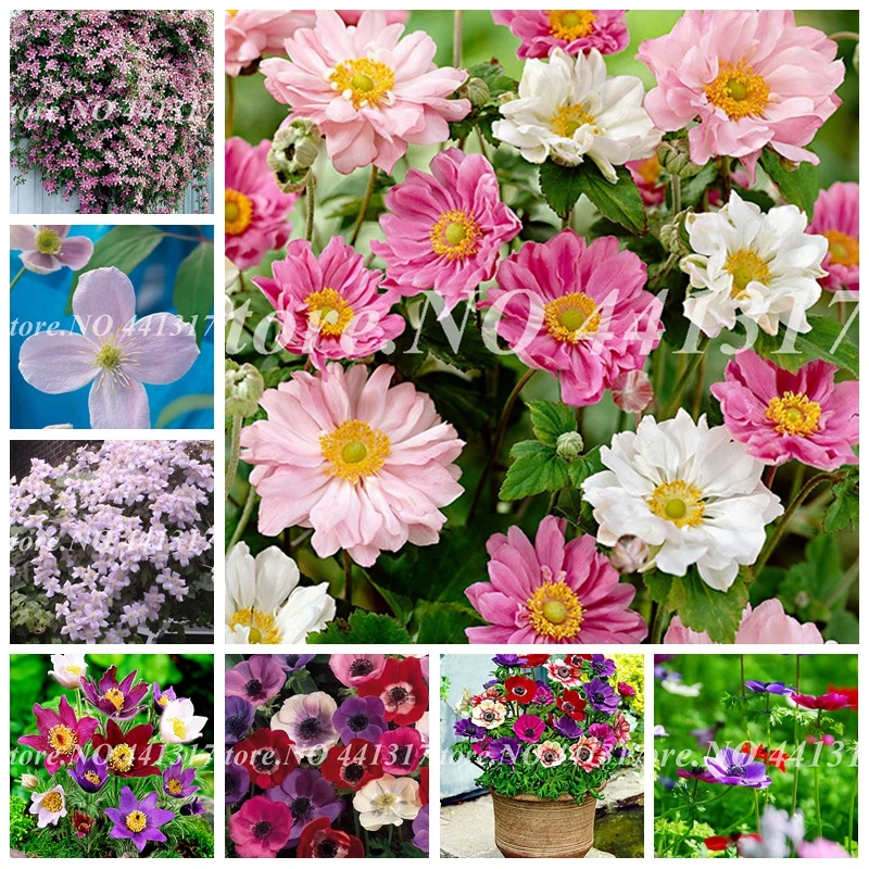 Sale100 pcs Color Anemone Flower Wedding Home Decor Bouquet Rare Flower Plant Bonsai Gift For Home Garden Semillas De Flores
Sale100 pcs Color Anemone Flower Wedding Home Decor Bouquet Rare Flower Plant Bonsai Gift For Home Garden Semillas De Flores