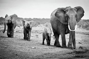 giant black and white pictures posters unframed canvas painting elephant groups vintage style poster home decorative art
giant black and white pictures posters unframed canvas painting elephant groups vintage style poster home decorative art