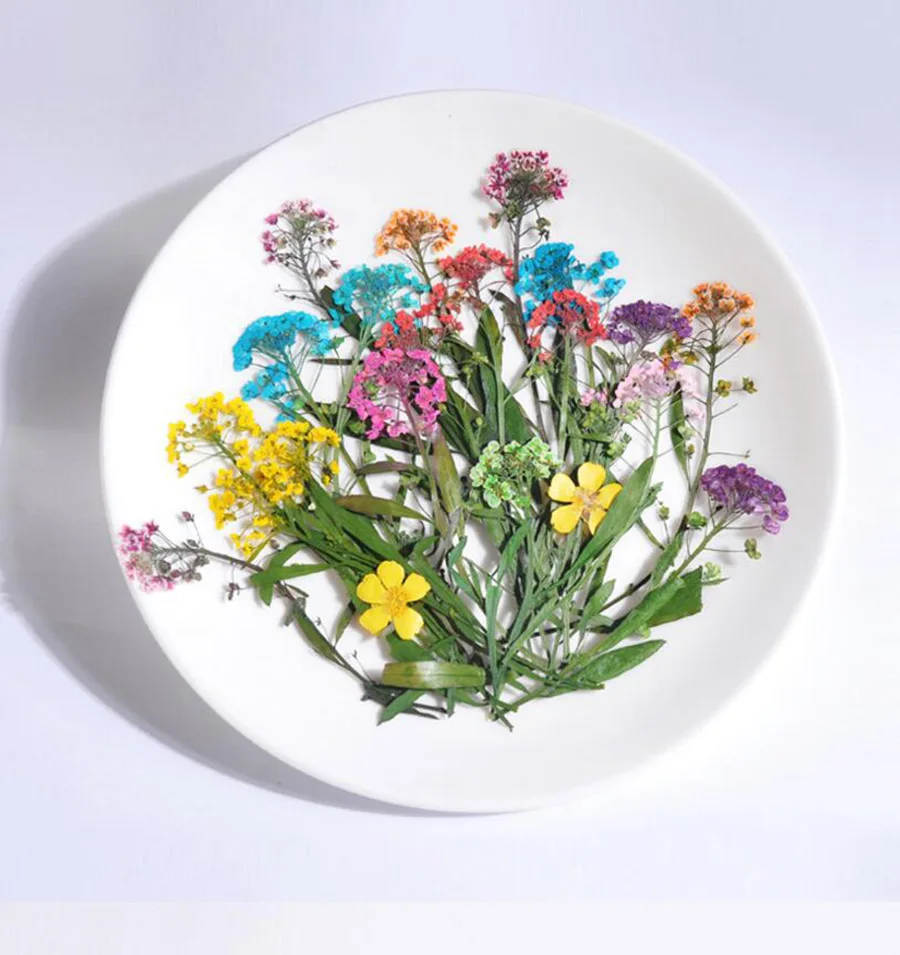 60pcs 5-9cm Pressed Dried Lobularia Maritima Flower Plant Herbarium For Jewelry Postcard Invitation Card Phone Case Bookmark DIY
60pcs 5-9cm Pressed Dried Lobularia Maritima Flower Plant Herbarium For Jewelry Postcard Invitation Card Phone Case Bookmark DIY